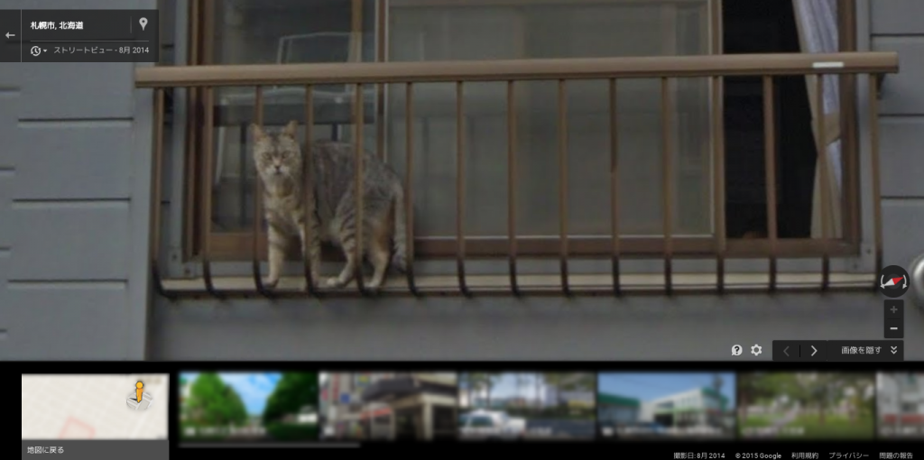 [珍光景]Googleストリートビューにカメラ目線な猫